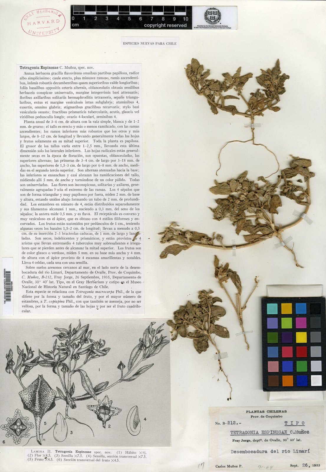 Tetragonia espinosae Munoz