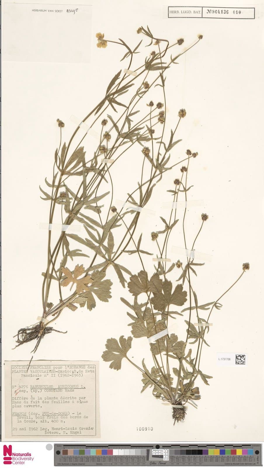 Ranunculus constans Haas