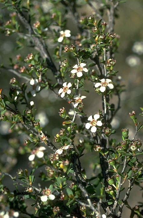 Leptospermum maxwellii S.Moore