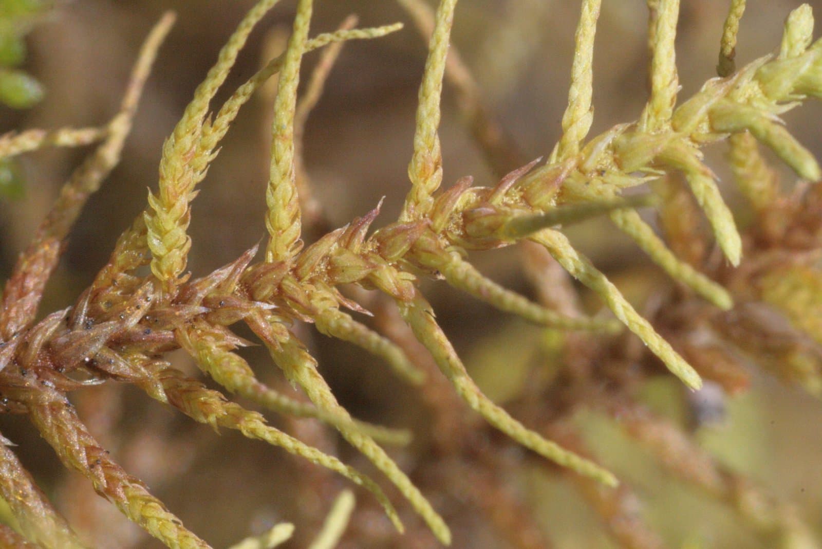 Abietinella abietina (Hedw.) M.Fleisch.