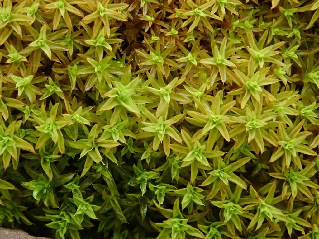 Barbula unguiculata Hedw.