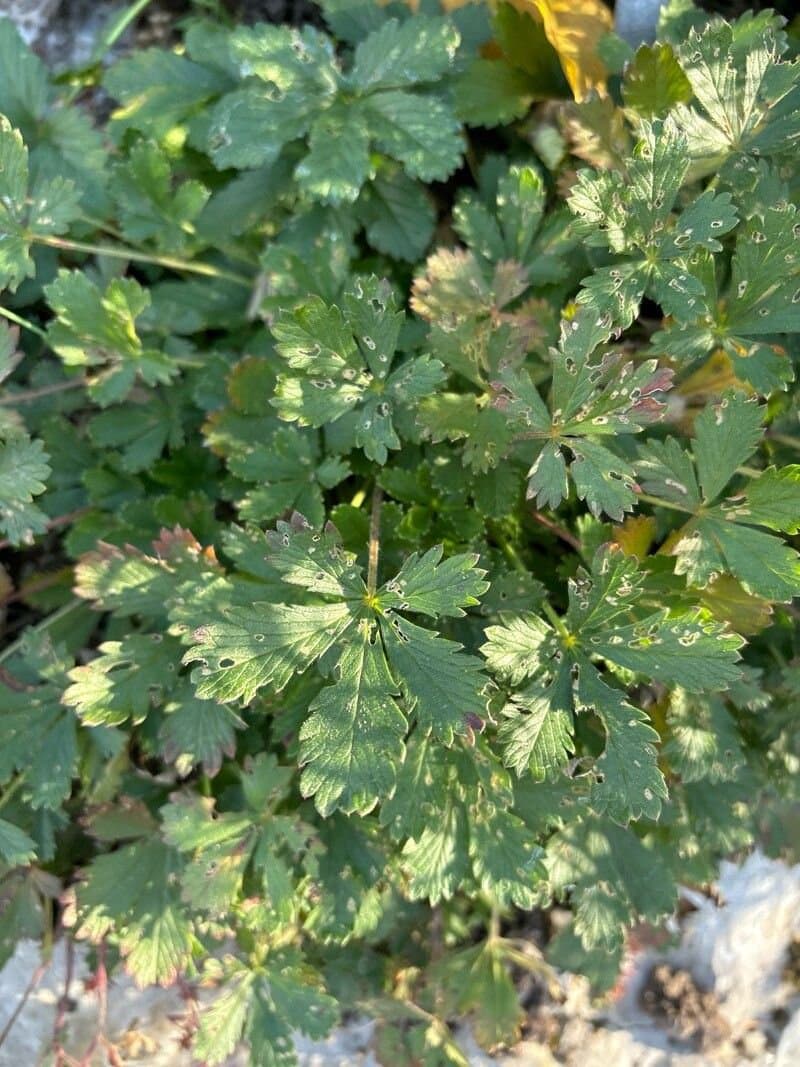Potentilla praecox F.W.Schultz