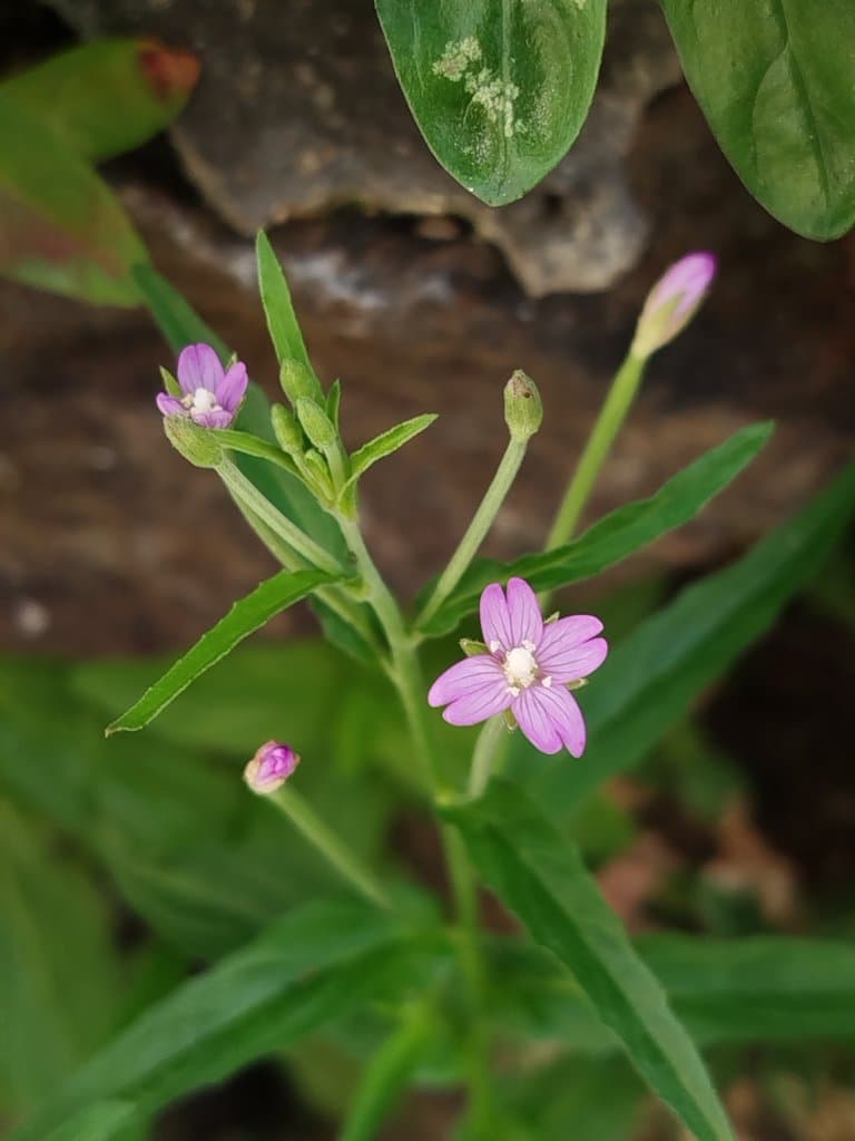 Epilobium obscurum Schreb.