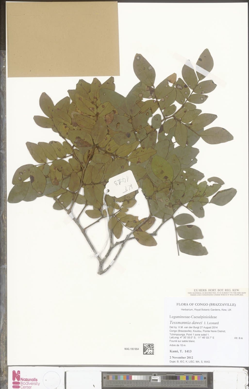 Tessmannia dawei J.Léonard