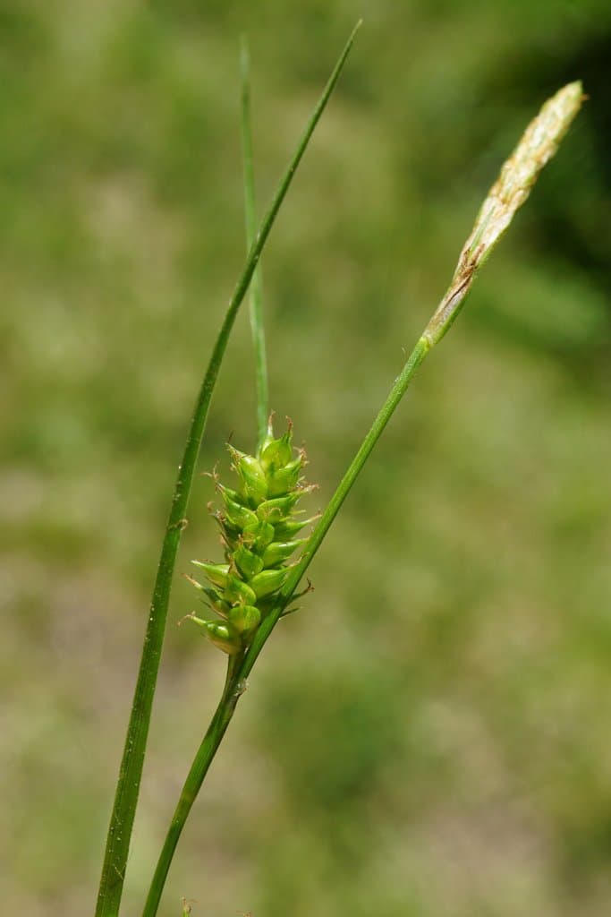 Carex punctata Gaudin