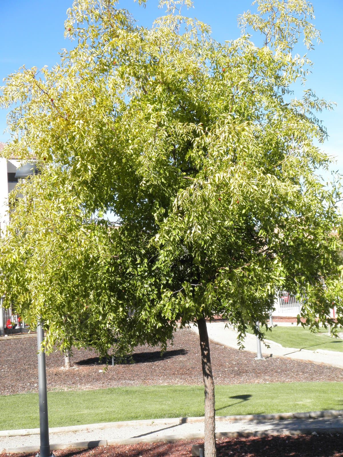 Ziziphus jujuba Mill.