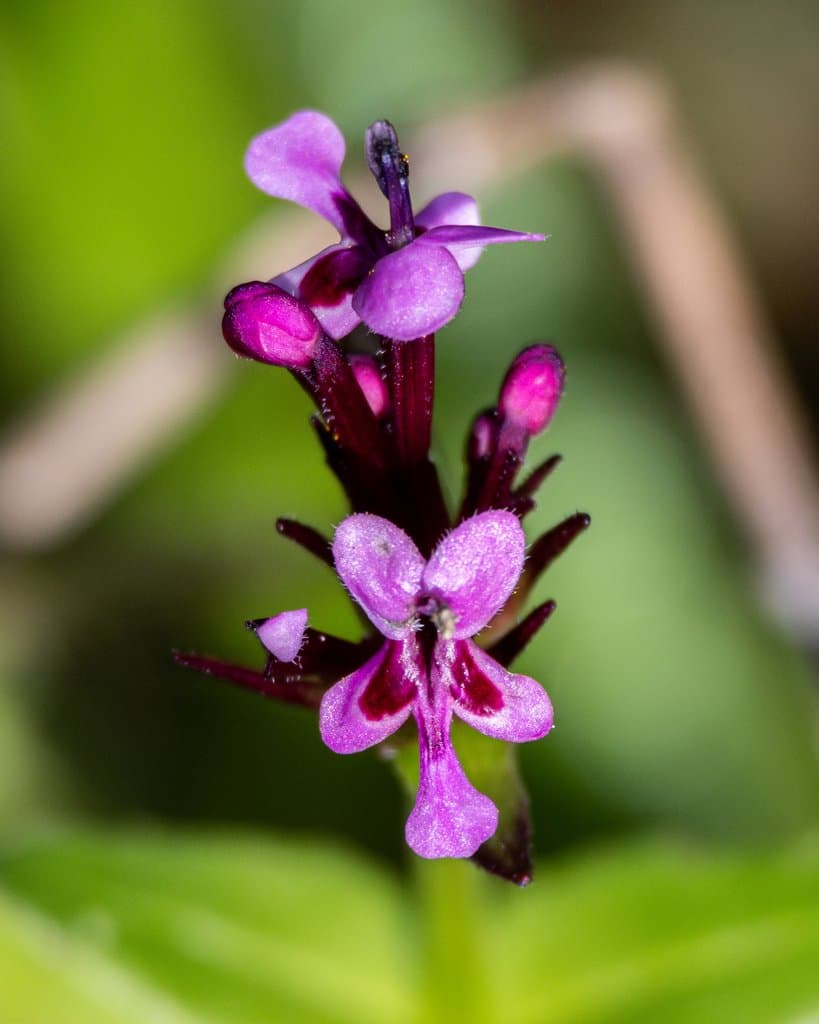 Fedia cornucopiae (L.) Gaertn.