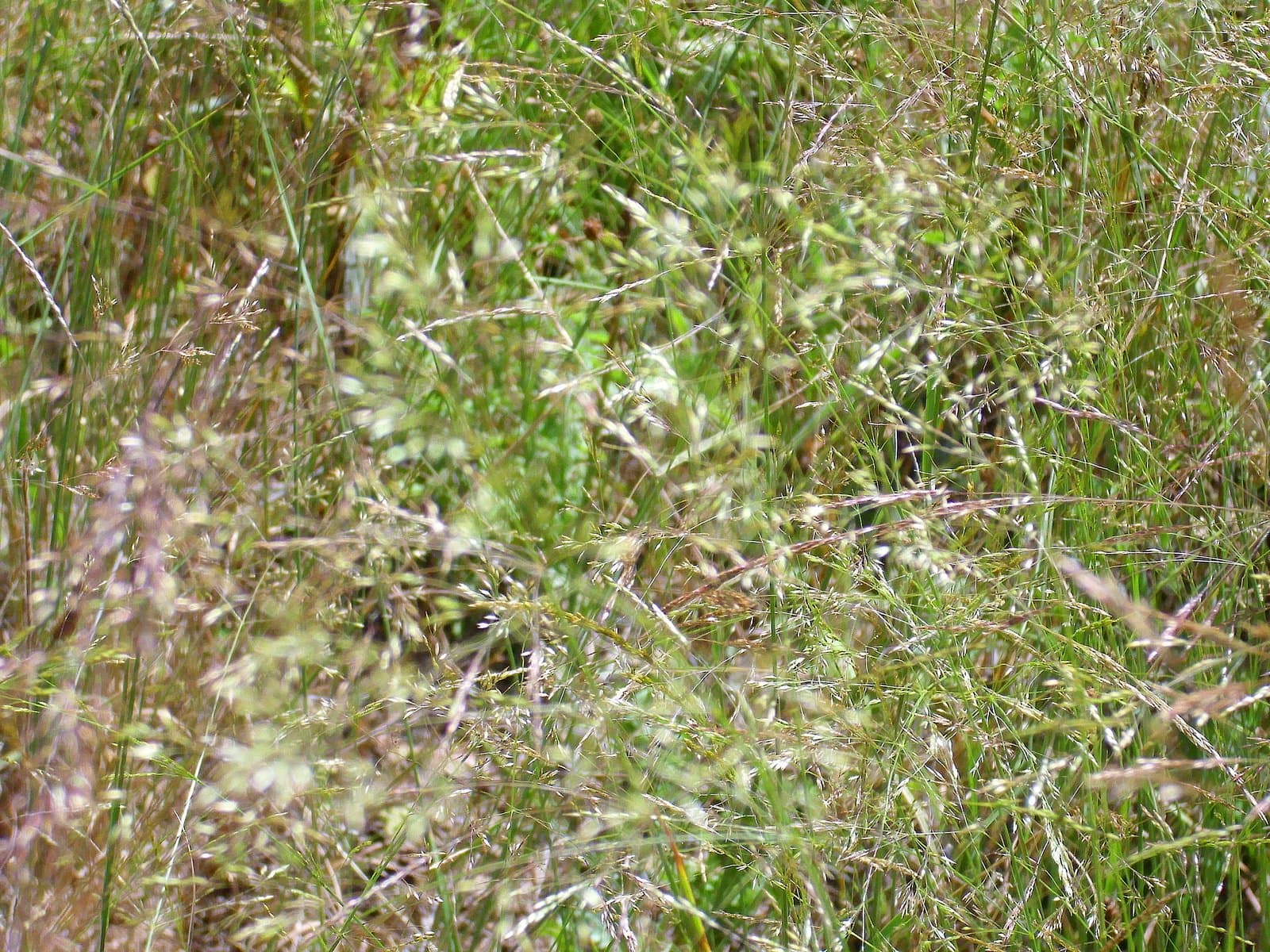 Agrostis pourretii Willd.