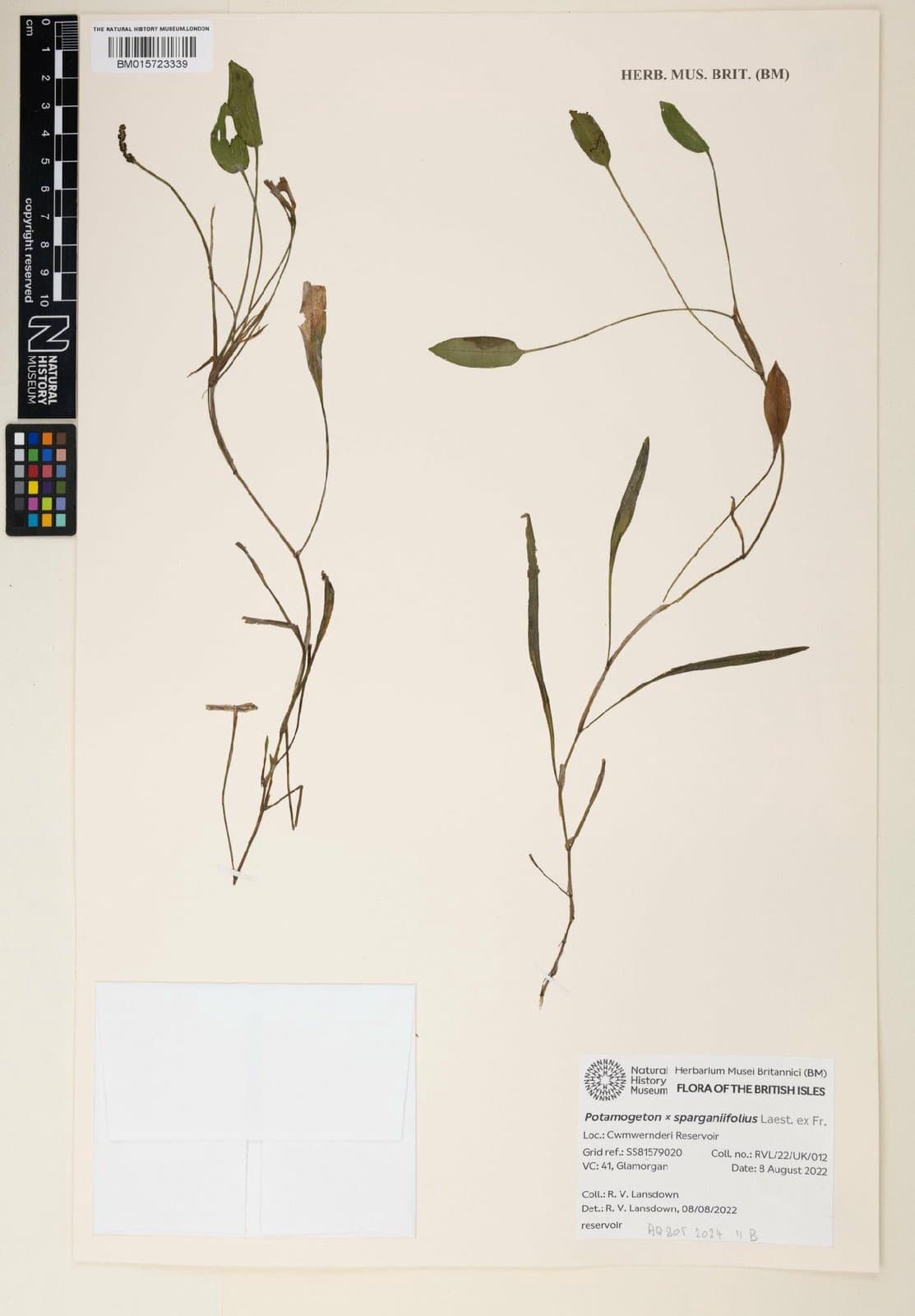 Potamogeton ×sparganiifolius Laest. ex Fr.