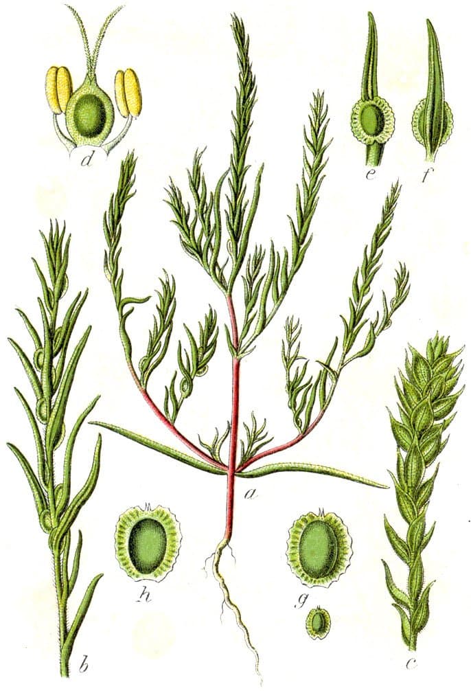 Corispermum marschallii Steven
