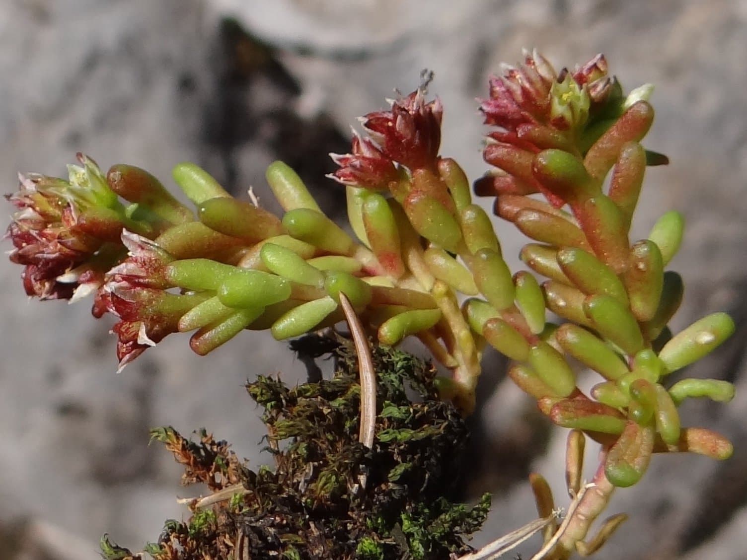 Sedum atratum L.