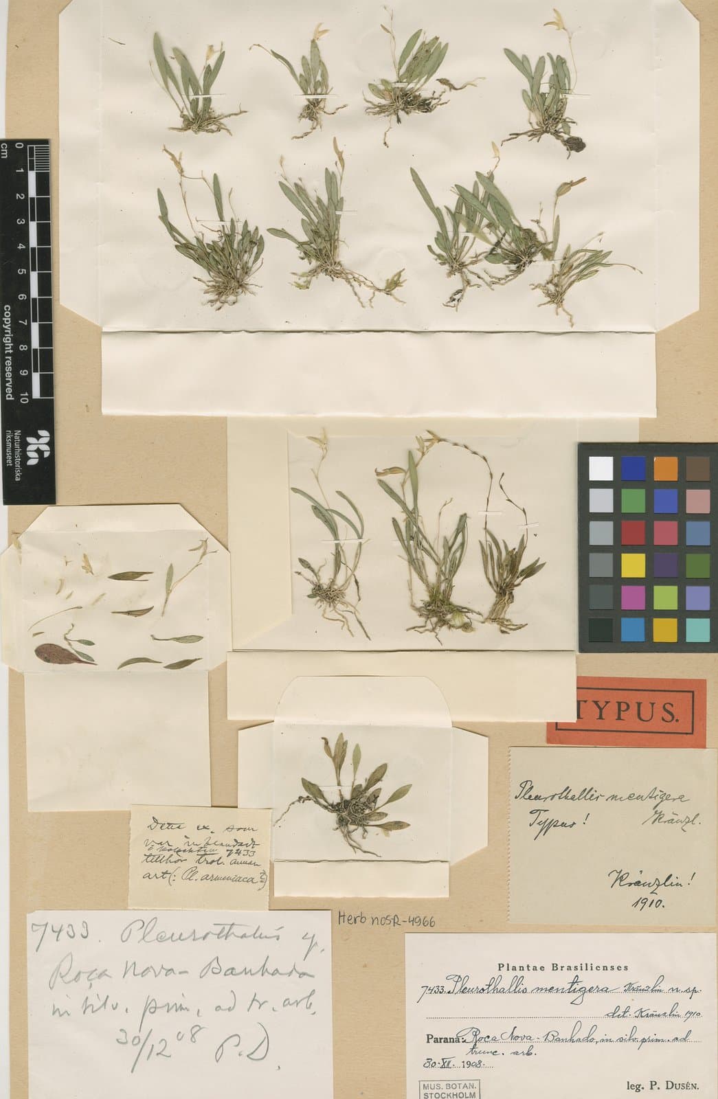 Pabstiella calcarata (Cogn.) Luer
