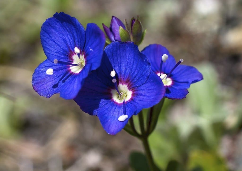 Veronica fruticans Jacq.