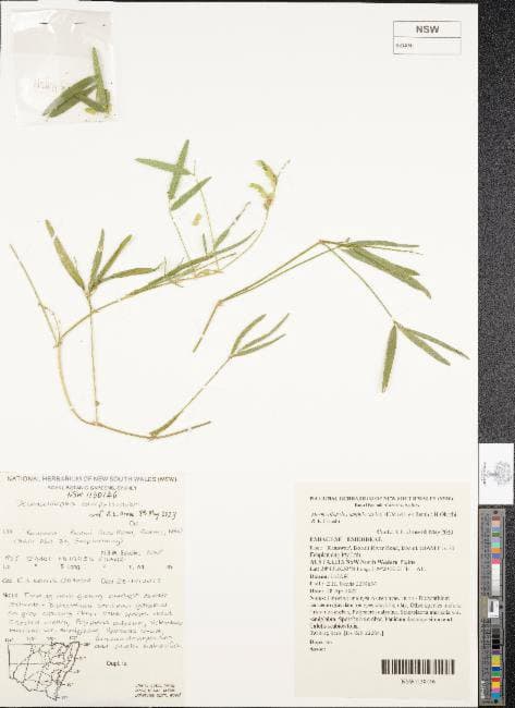 Desmodiopsis camplyocaulon (F.Muell. ex Benth.) H.Ohashi & K.Ohashi