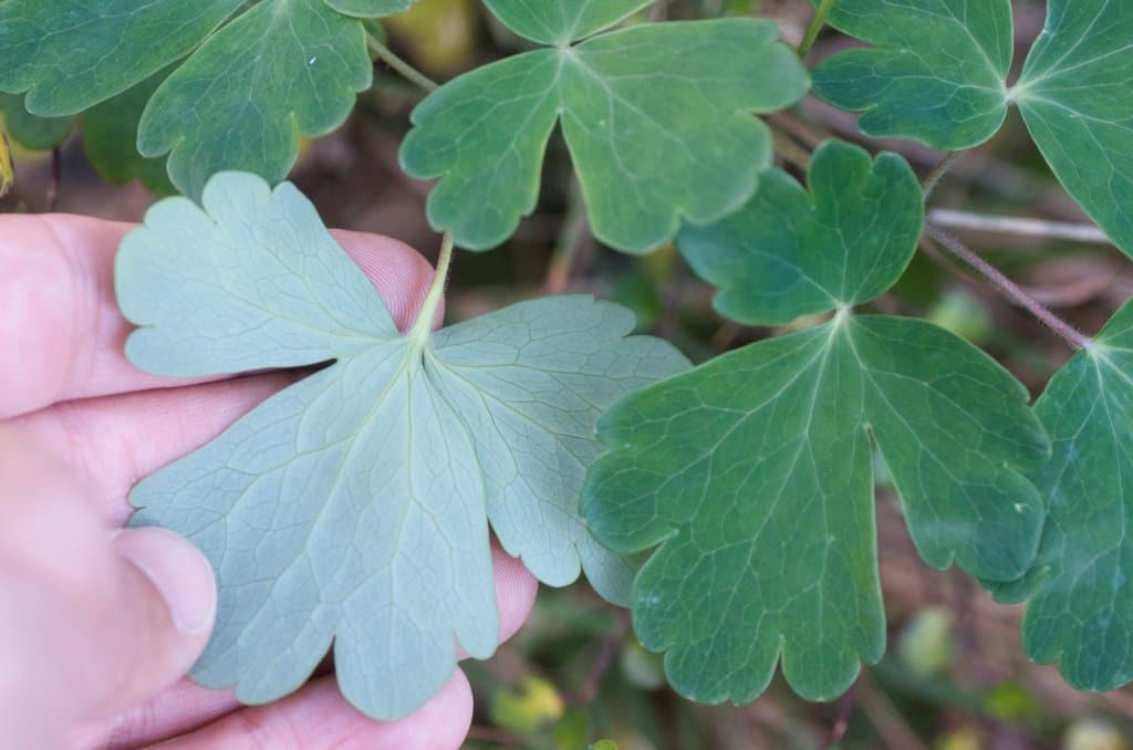 Aquilegia vulgaris L.