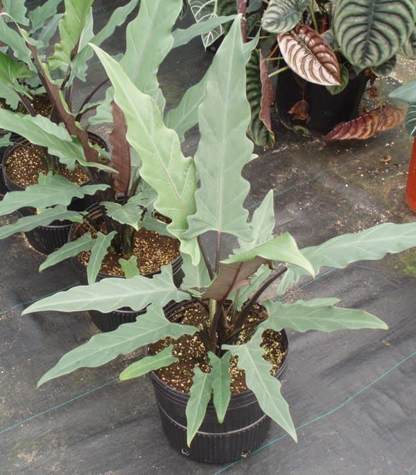 Alocasia lauterbachiana (Engl.) A.Hay