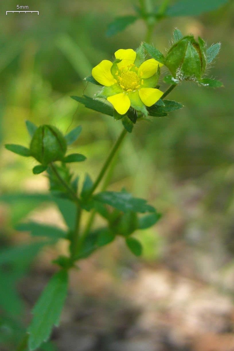 Potentilla norvegica L.