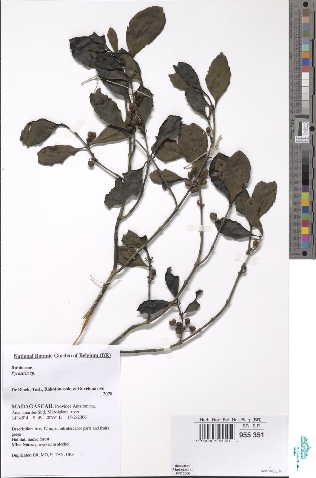 Peponidium arenesianum (Cavaco) Razafim., Lantz & B.Bremer