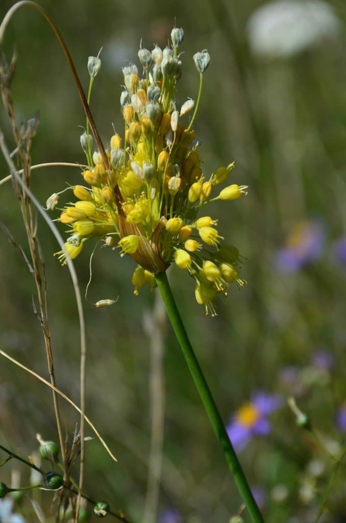 Allium flavum L.