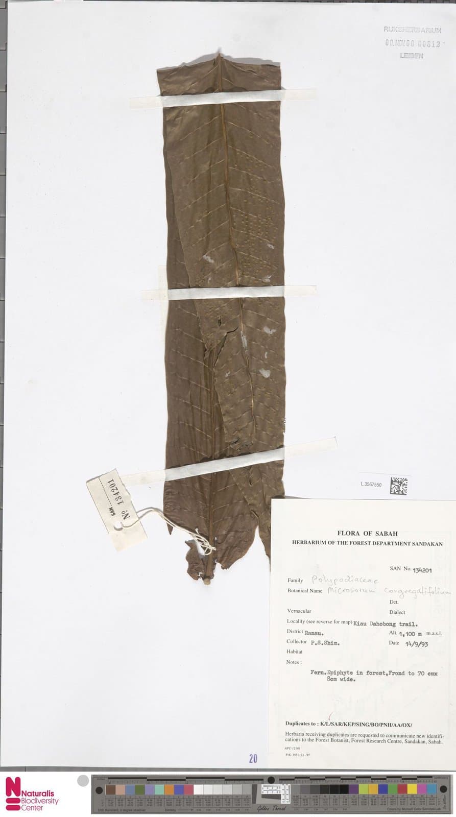 Microsorum congregatifolium (Alderw.) Holttum