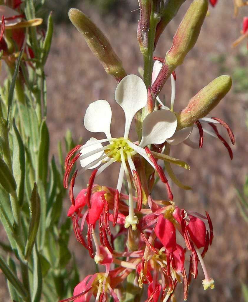 Oenothera suffrutescens (Ser.) W.L.Wagner & Hoch