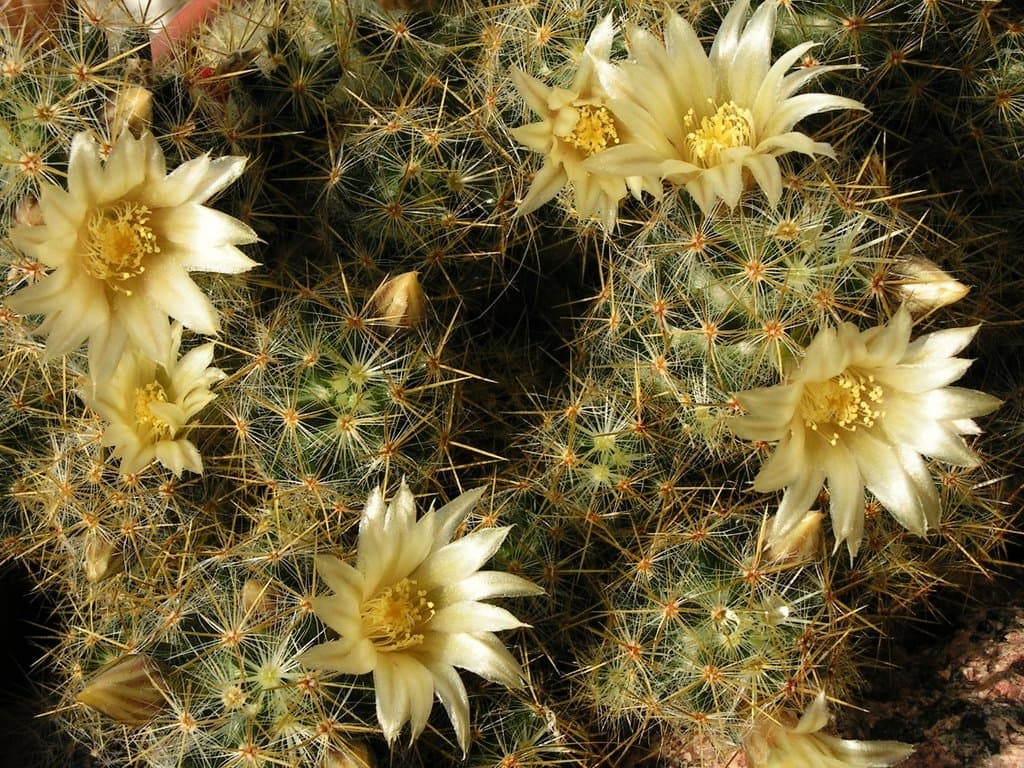 Mammillaria prolifera (Mill.) Haw.