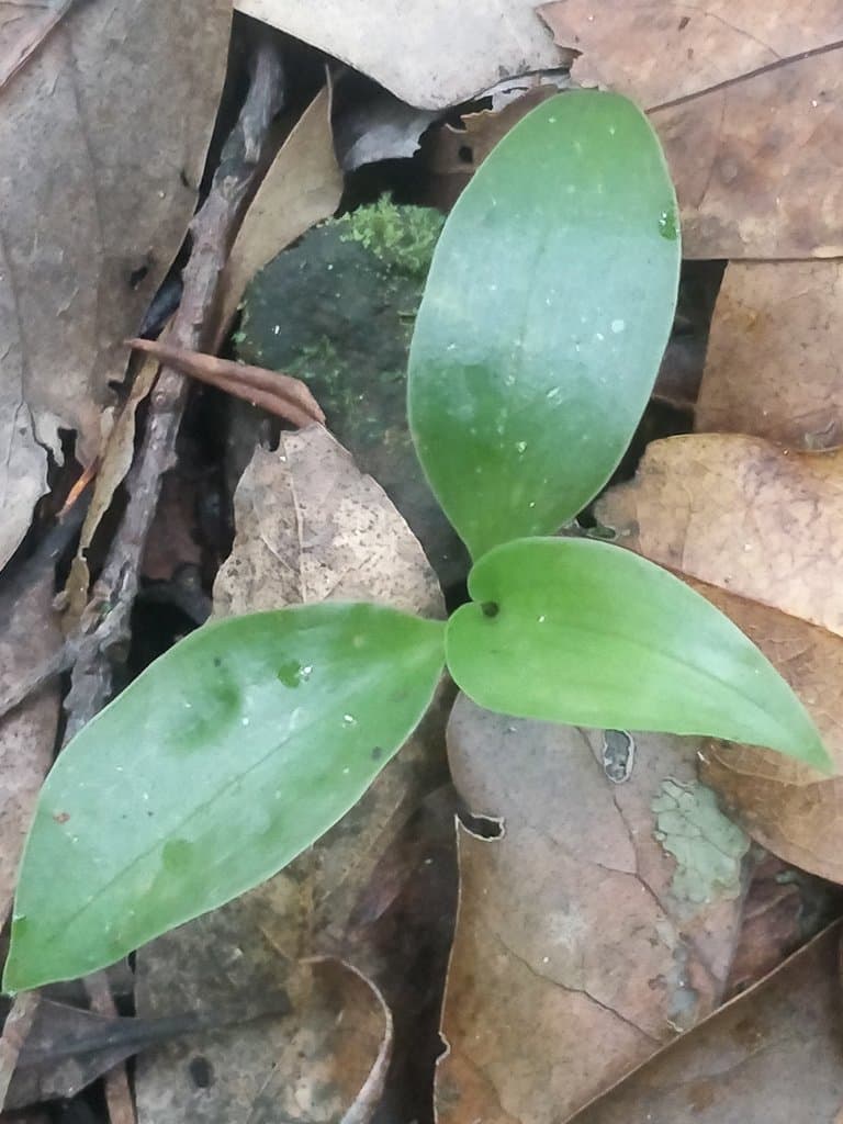 Goodyera macrophylla Lowe