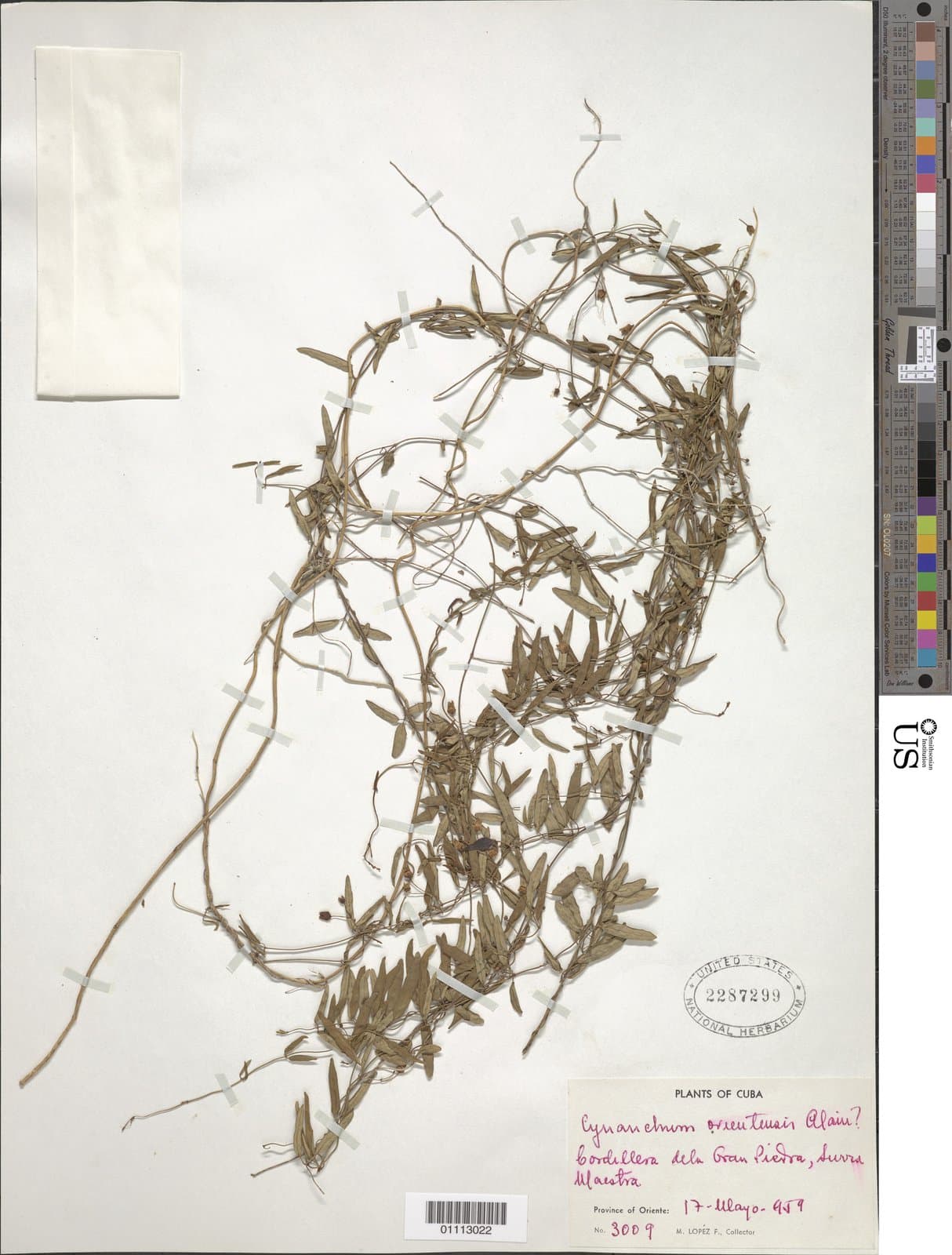 Metastelma pauciflorum (Griseb.) Schltr.