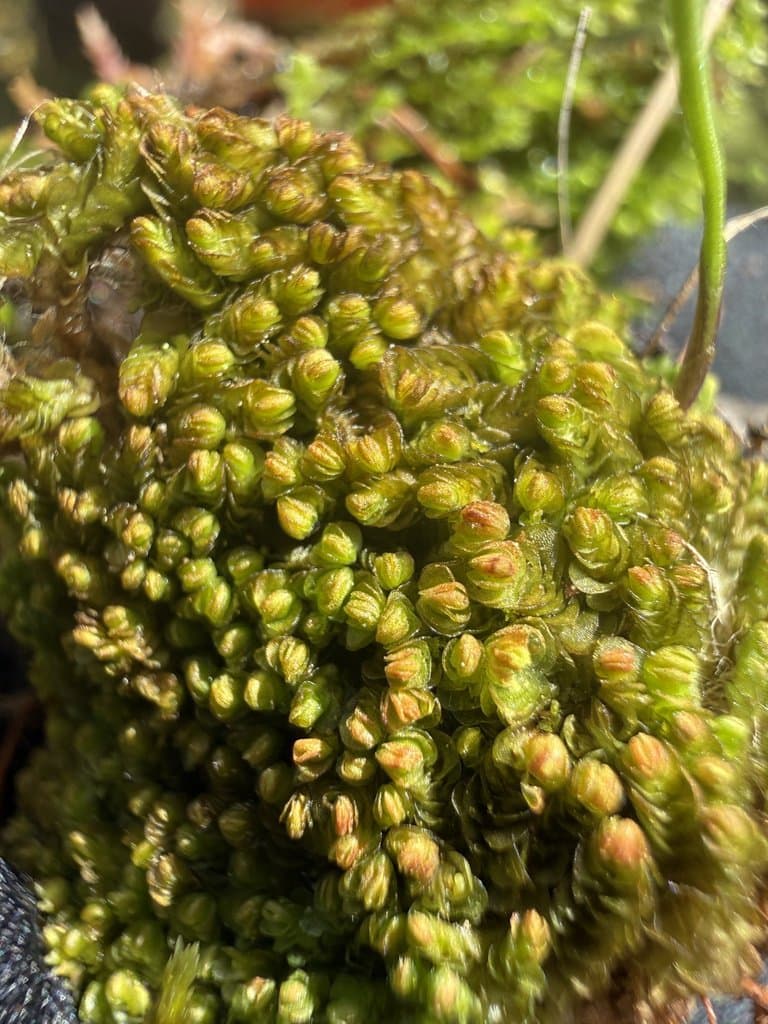Mylia anomala (Hook.) Gray