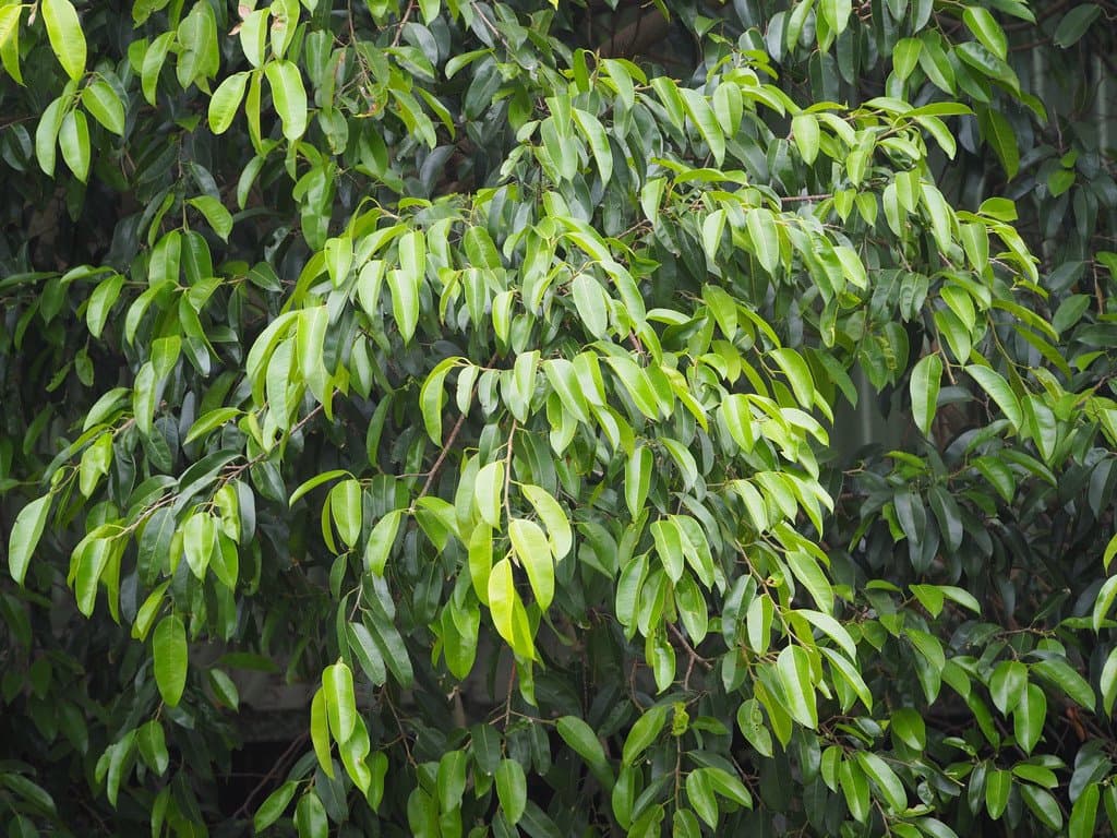 Ficus benjamina L.