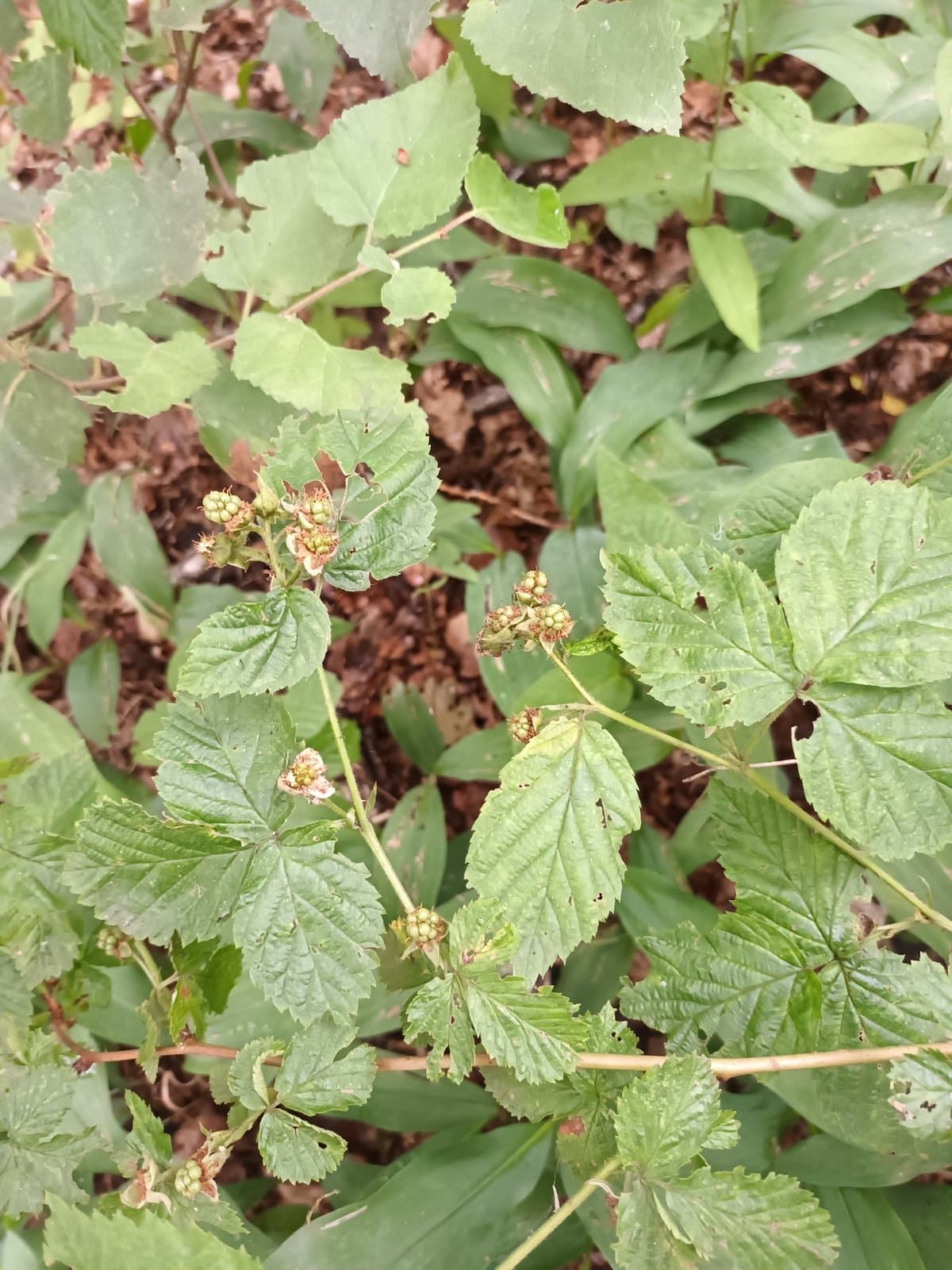 Rubus scissoides (H.E.Weber) H.E.Weber