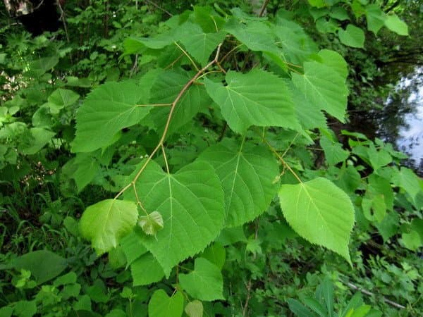 Tilia amurensis Rupr.