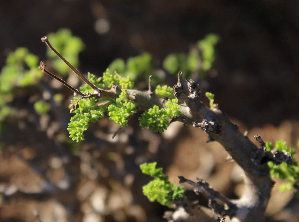 Pelargonium alternans H.L.Wendl.
