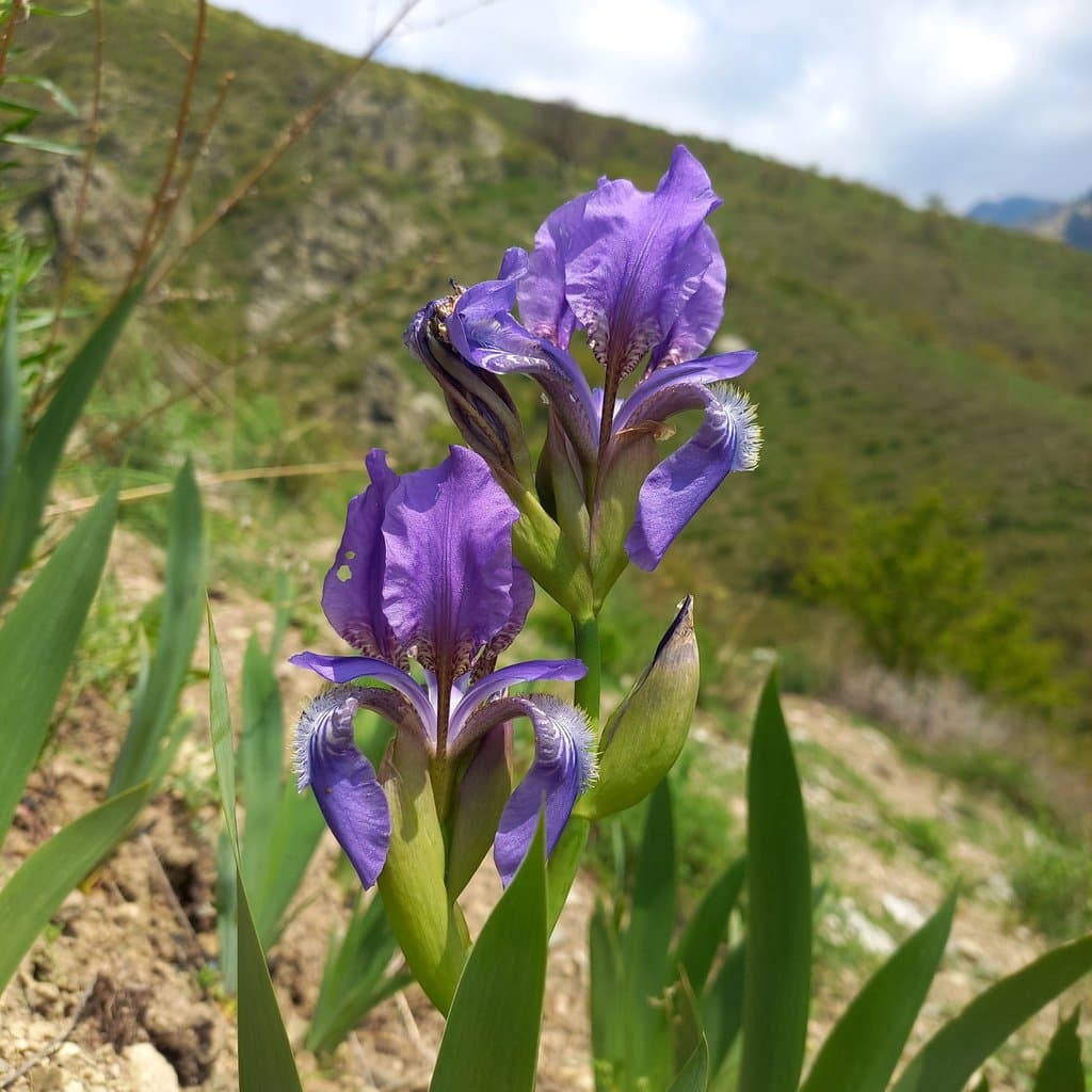 Iris alberti Regel