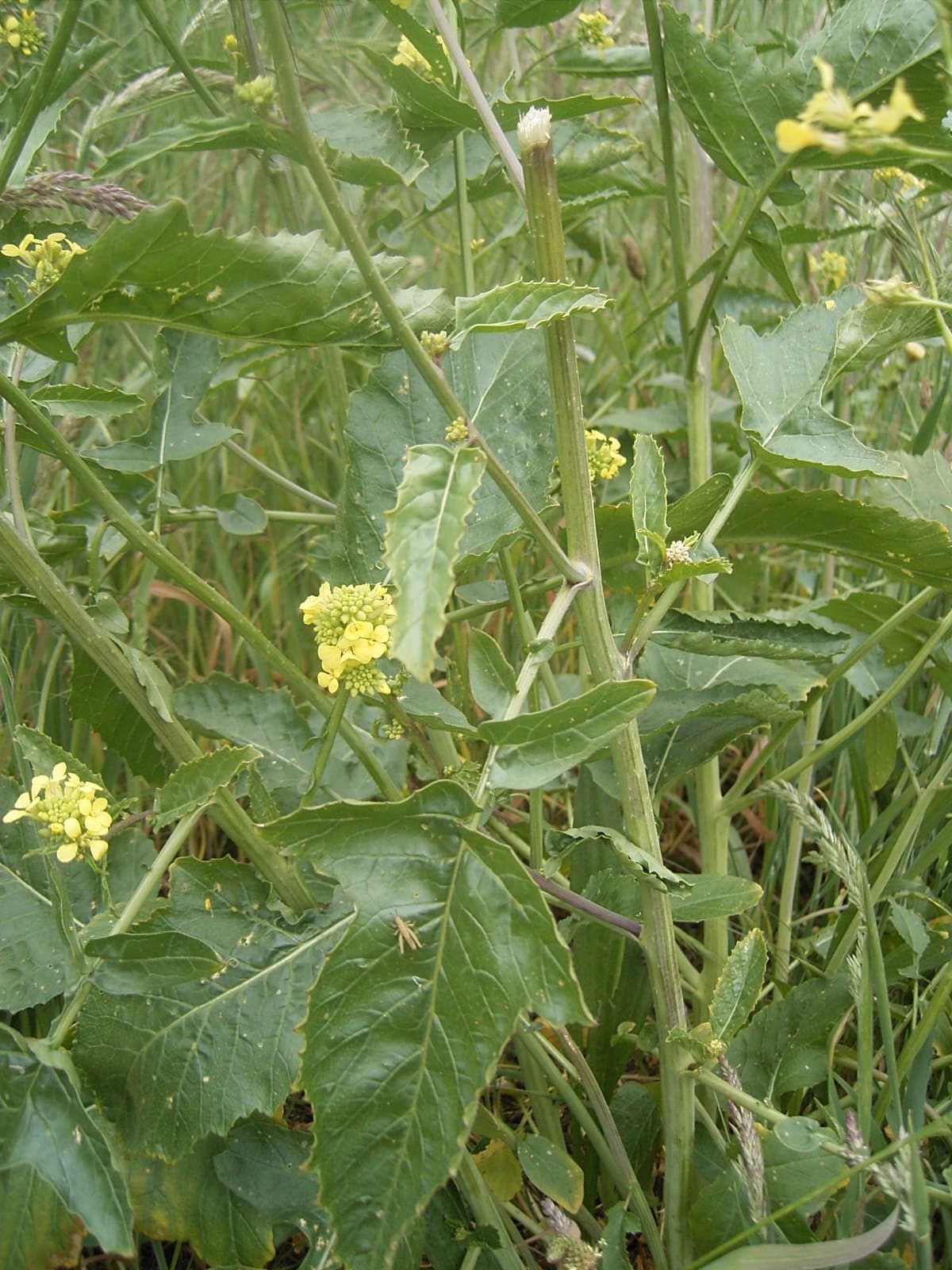 Rapistrum rugosum (L.) All.