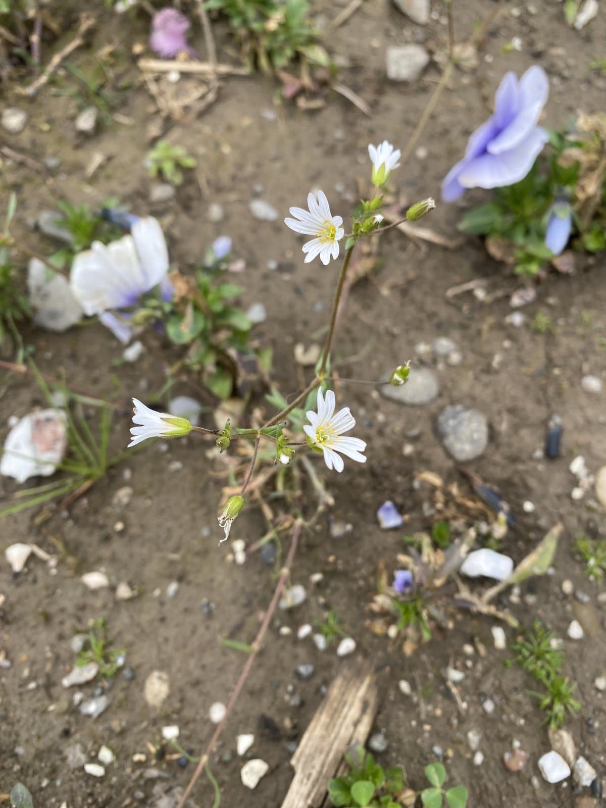 Dichodon viscidum (M.Bieb.) Holub