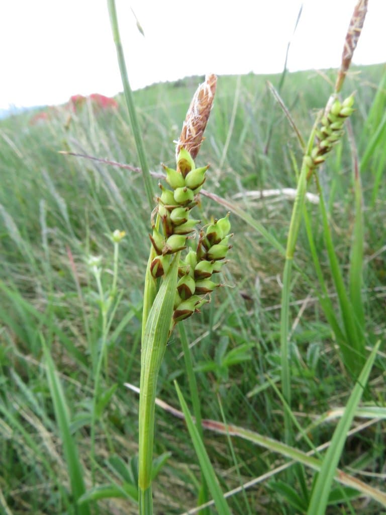 Carex vaginata Tausch