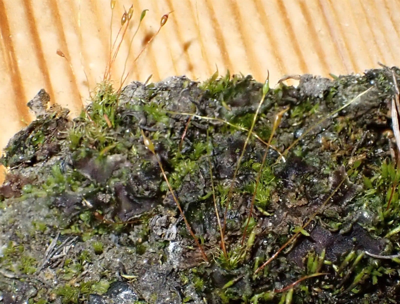 Dicranella crispa (Hedw.) Schimp.