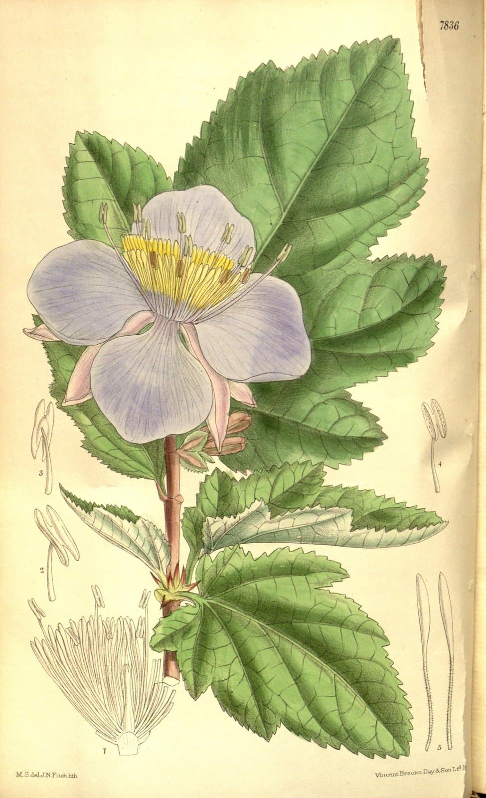 Clappertonia ficifolia (Willd.) Decne.