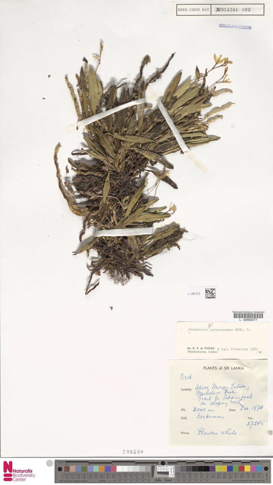 Adrorhizon purpurascens (Thwaites) Hook.f.