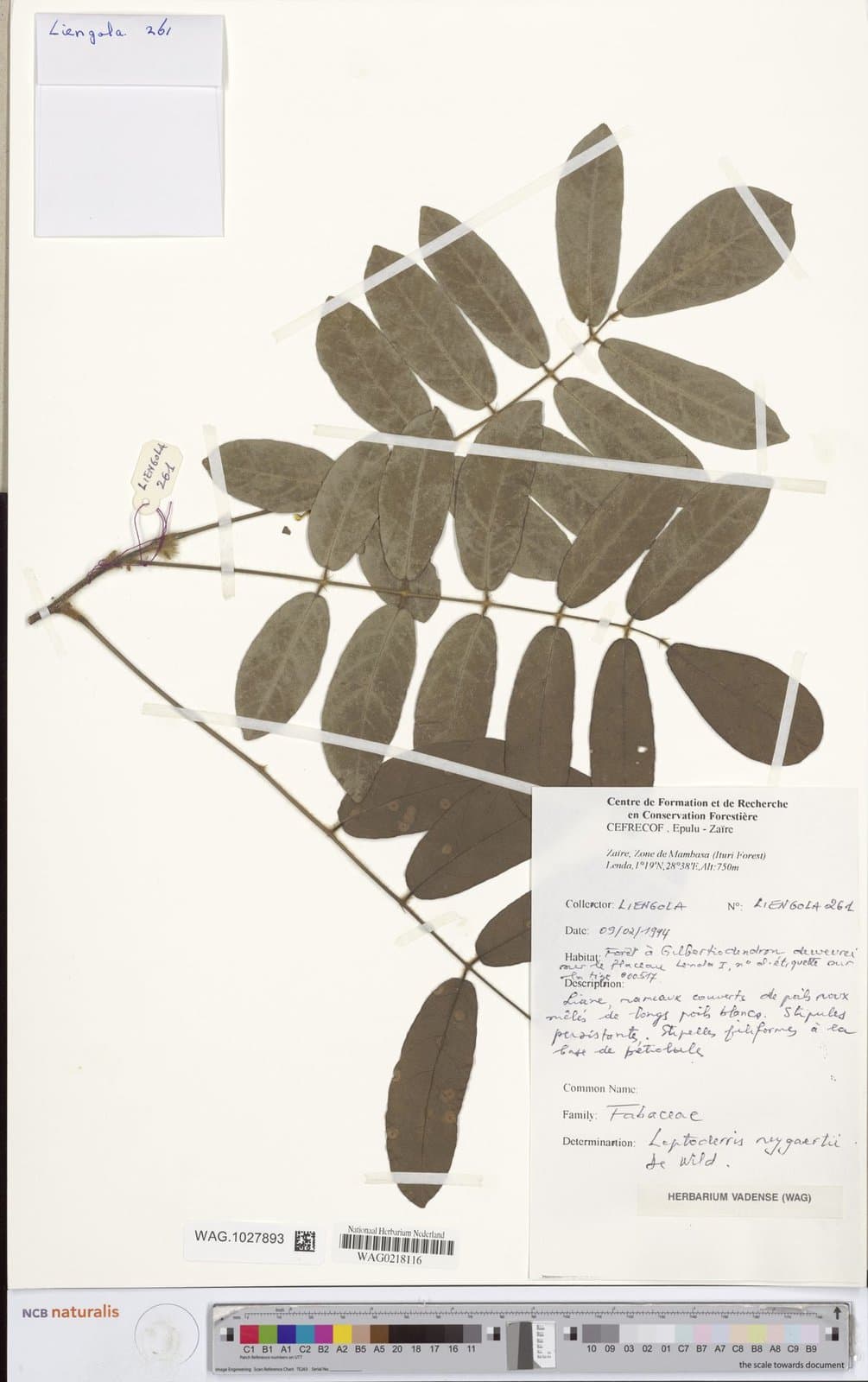 Leptoderris reygaertii De Wild.