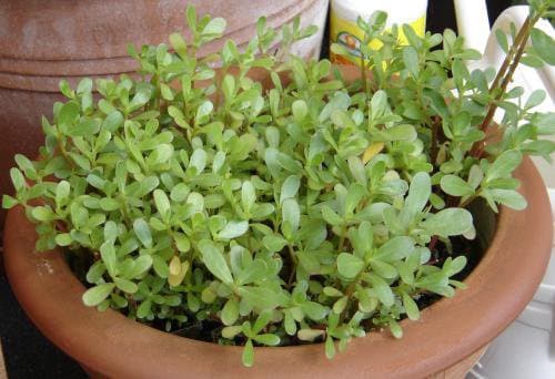 Portulaca sativa Haw.