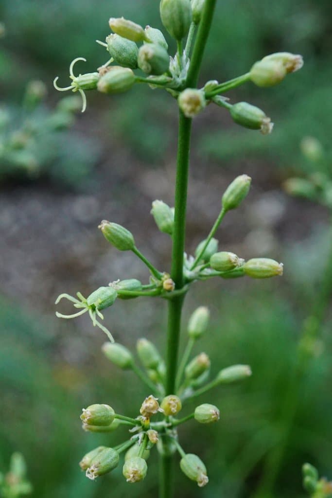 Silene otites (L.) Wibel