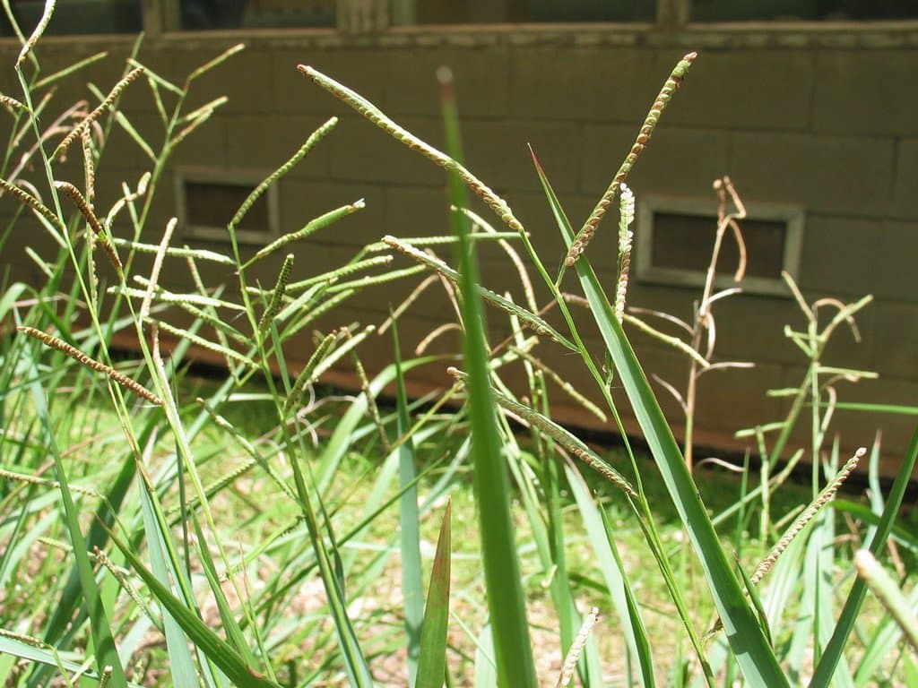 Paspalum scrobiculatum L.
