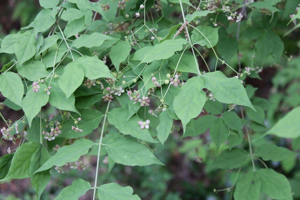 Euonymus oxyphyllus Miq.