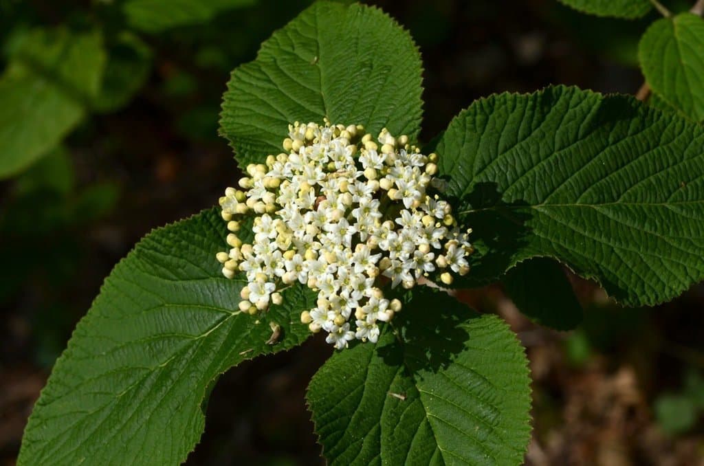 Viburnum lantana L.