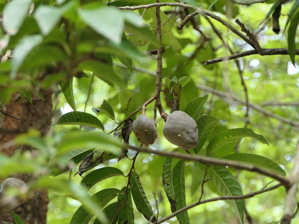 Annona reticulata L.