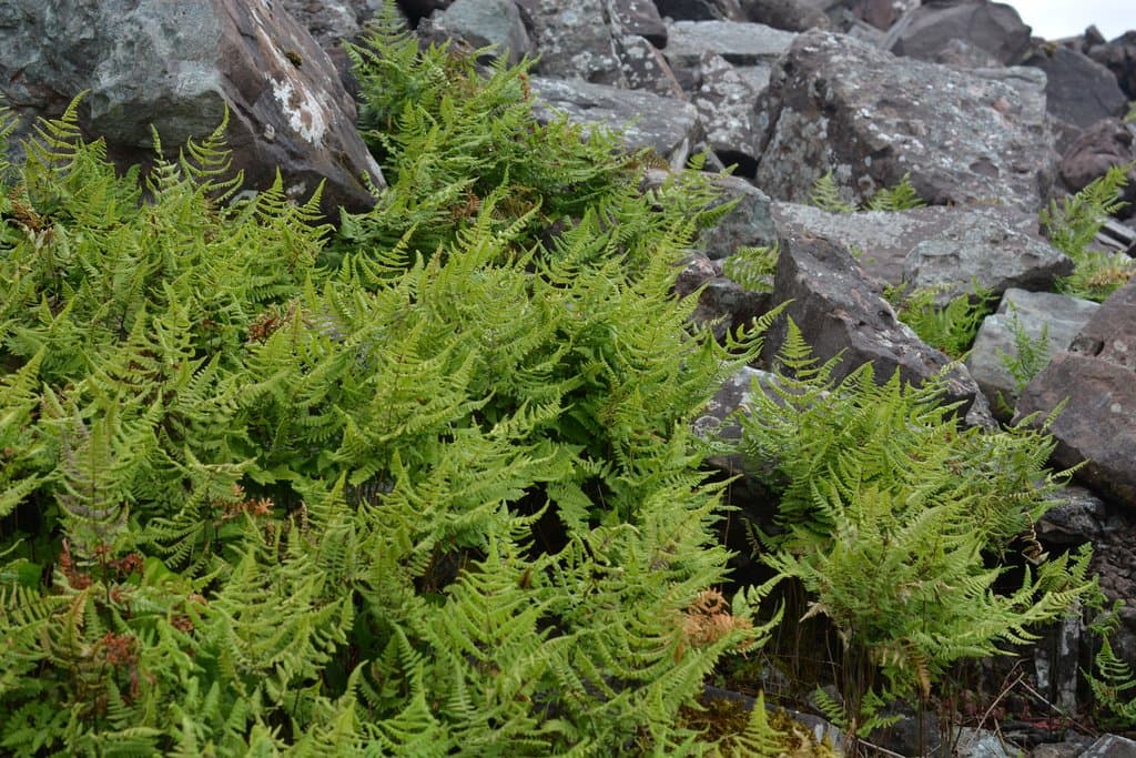 Gymnocarpium robertianum (Hoffm.) Newman