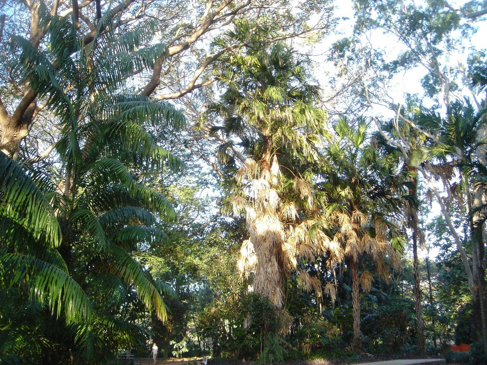 Livistona saribus (Lour.) Merr. ex A.Chev.