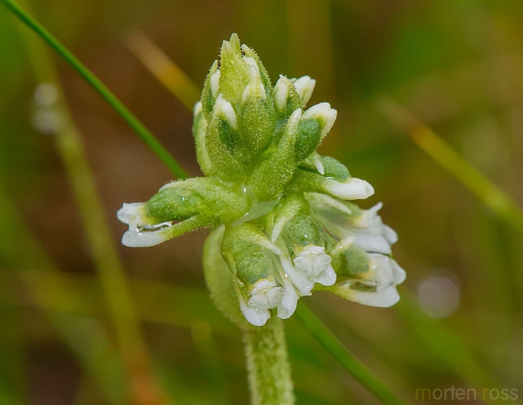 Cyclopogon apricus (Lindl.) Schltr.